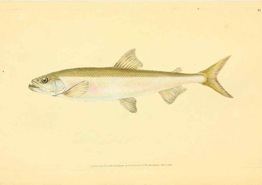 Reproducción/Reproduction 45830484562: The natural history of British fishes :. London :Printed for the author, and for F. and C. Rivington,1802-08.. 
