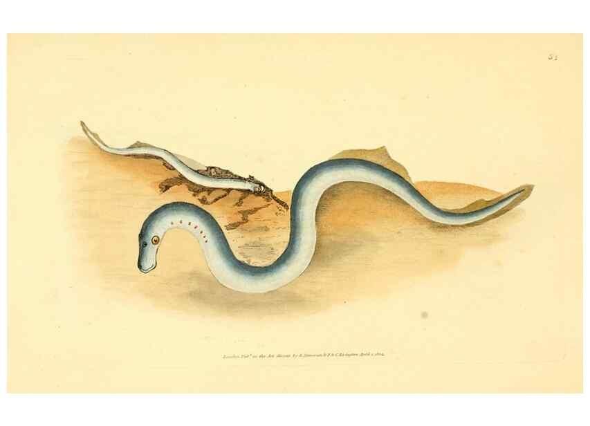 Reproducción/Reproduction 45880229601: The natural history of British fishes :. London :Printed for the author, and for F. and C. Rivington,1802-08.. 