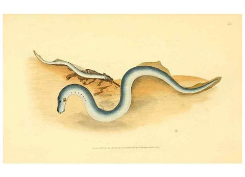 Reproducción/Reproduction 45880229601: The natural history of British fishes :. London :Printed for the author, and for F. and C. Rivington,1802-08.. 