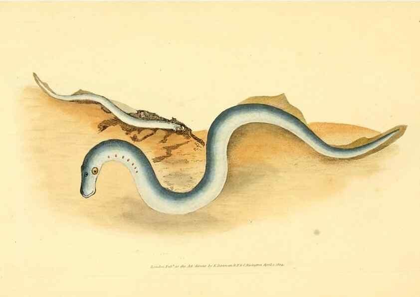 Reproducción/Reproduction 45880229601: The natural history of British fishes :. London :Printed for the author, and for F. and C. Rivington,1802-08.. 