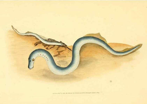 Reproducción/Reproduction 45880229601: The natural history of British fishes :. London :Printed for the author, and for F. and C. Rivington,1802-08.. 