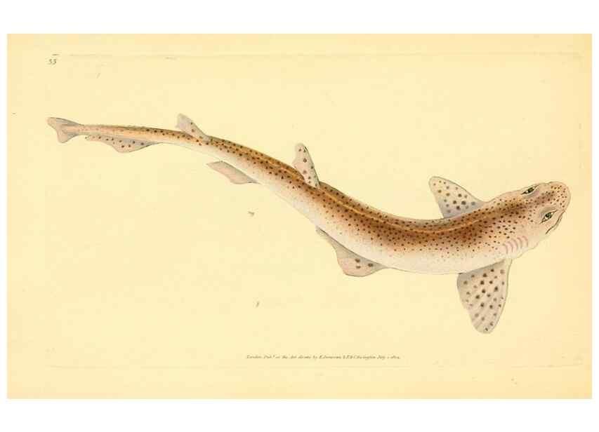 Reproducción/Reproduction 44966930605: The natural history of British fishes :. London :Printed for the author, and for F. and C. Rivington,1802-08.. 