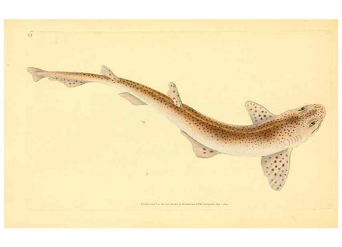 Reproducción/Reproduction 44966930605: The natural history of British fishes :. London :Printed for the author, and for F. and C. Rivington,1802-08.. 