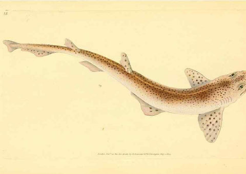 Reproducción/Reproduction 44966930605: The natural history of British fishes :. London :Printed for the author, and for F. and C. Rivington,1802-08.. 