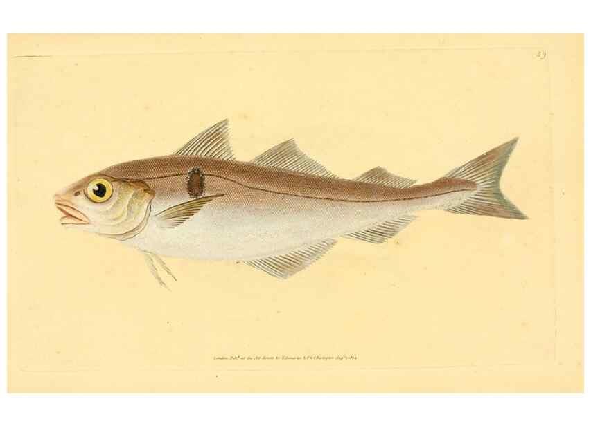 Reproducción/Reproduction 44966932195: The natural history of British fishes :. London :Printed for the author, and for F. and C. Rivington,1802-08.. 