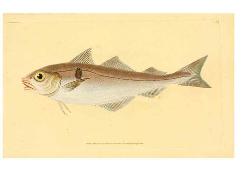 Reproducción/Reproduction 44966932195: The natural history of British fishes :. London :Printed for the author, and for F. and C. Rivington,1802-08.. 