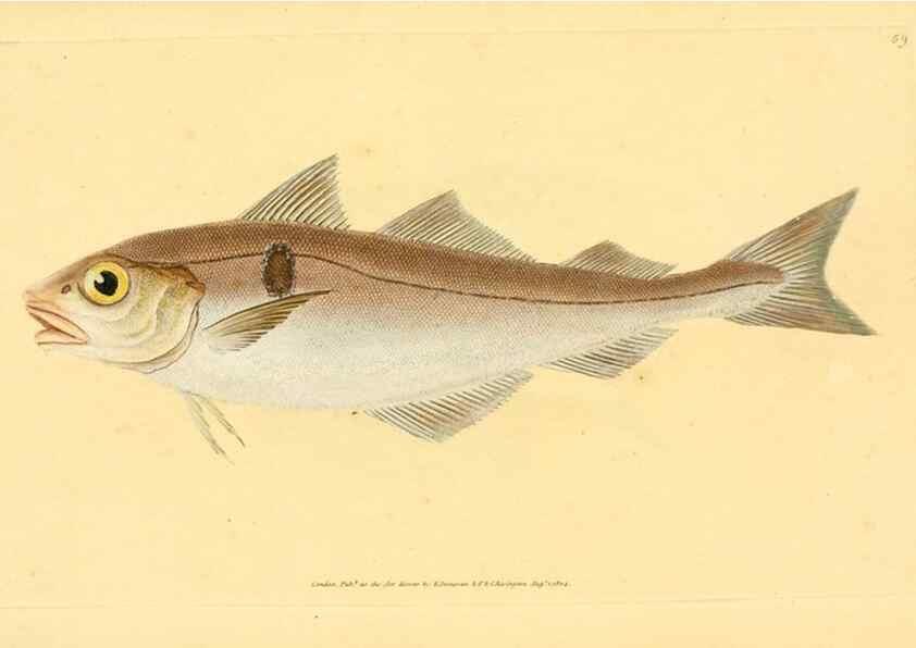 Reproducción/Reproduction 44966932195: The natural history of British fishes :. London :Printed for the author, and for F. and C. Rivington,1802-08.. 