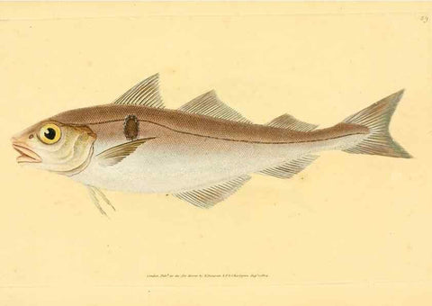Reproducción/Reproduction 44966932195: The natural history of British fishes :. London :Printed for the author, and for F. and C. Rivington,1802-08.. 