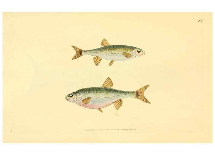 Reproducción/Reproduction 30940962917: The natural history of British fishes :. London :Printed for the author, and for F. and C. Rivington,1802-08.. 