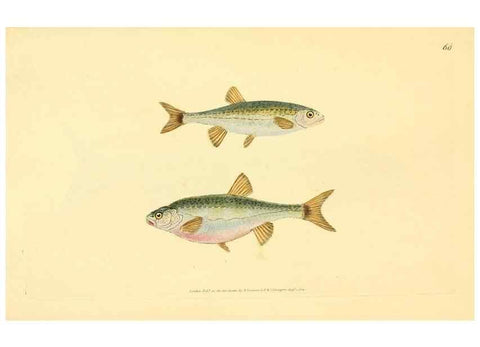 Reproducción/Reproduction 30940962917: The natural history of British fishes :. London :Printed for the author, and for F. and C. Rivington,1802-08.. 