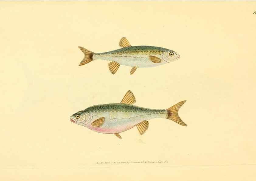 Reproducción/Reproduction 30940962917: The natural history of British fishes :. London :Printed for the author, and for F. and C. Rivington,1802-08.. 