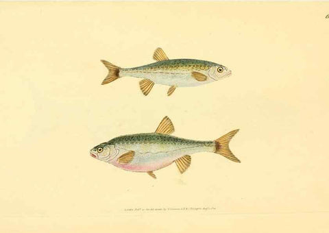Reproducción/Reproduction 30940962917: The natural history of British fishes :. London :Printed for the author, and for F. and C. Rivington,1802-08.. 