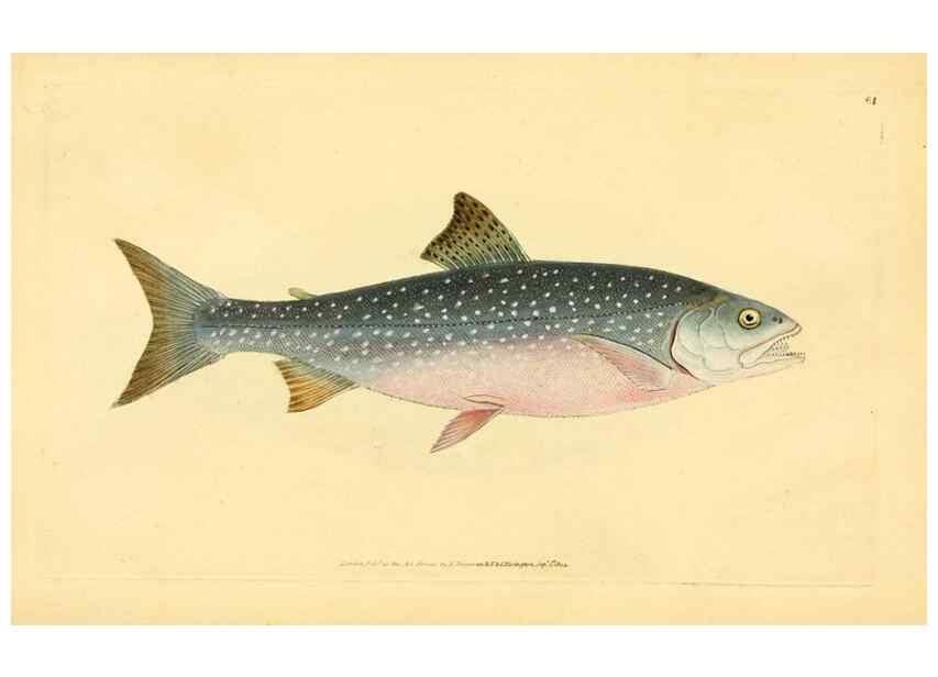 Reproducción/Reproduction 44966940895: The natural history of British fishes :. London :Printed for the author, and for F. and C. Rivington,1802-08.. 