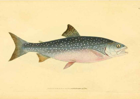 Reproducción/Reproduction 44966940895: The natural history of British fishes :. London :Printed for the author, and for F. and C. Rivington,1802-08.. 