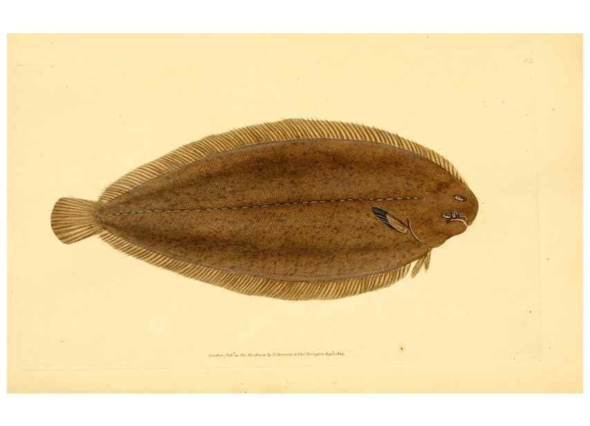 Reproducción/Reproduction 44966942375: The natural history of British fishes :. London :Printed for the author, and for F. and C. Rivington,1802-08.. 