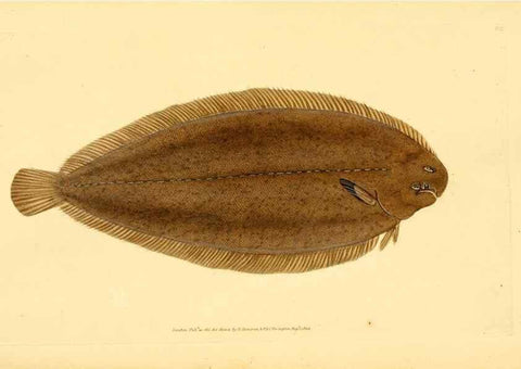 Reproducción/Reproduction 44966942375: The natural history of British fishes :. London :Printed for the author, and for F. and C. Rivington,1802-08.. 
