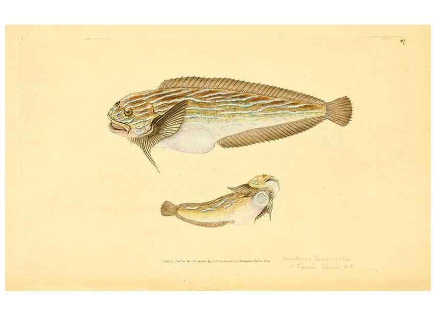 Reproducción/Reproduction 45156006184: The natural history of British fishes :. London :Printed for the author, and for F. and C. Rivington,1802-08.. 