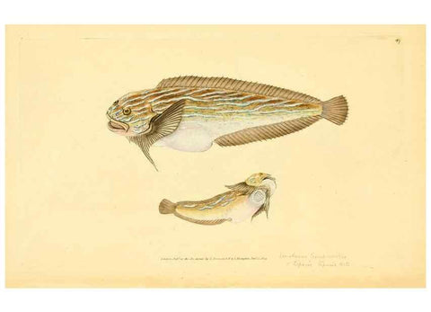 Reproducción/Reproduction 45156006184: The natural history of British fishes :. London :Printed for the author, and for F. and C. Rivington,1802-08.. 