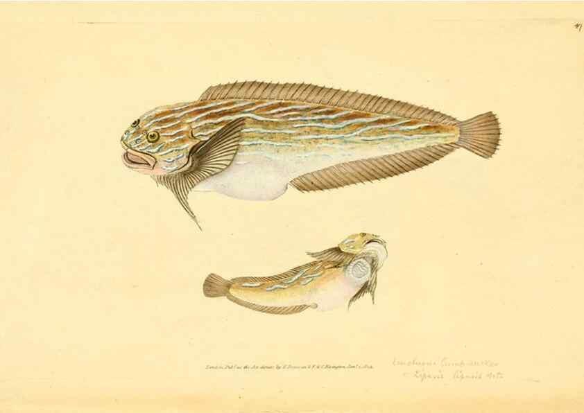 Reproducción/Reproduction 45156006184: The natural history of British fishes :. London :Printed for the author, and for F. and C. Rivington,1802-08.. 