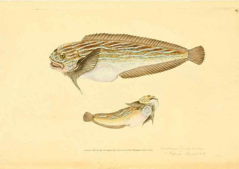 Reproducción/Reproduction 45156006184: The natural history of British fishes :. London :Printed for the author, and for F. and C. Rivington,1802-08.. 