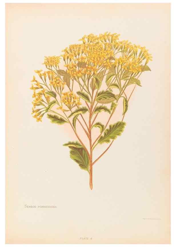 Reproducción/Reproduction 45876783761: The native flowers of New Zealand.. London,S. Low, Marston, Searle, and Rivington,1888.. 
