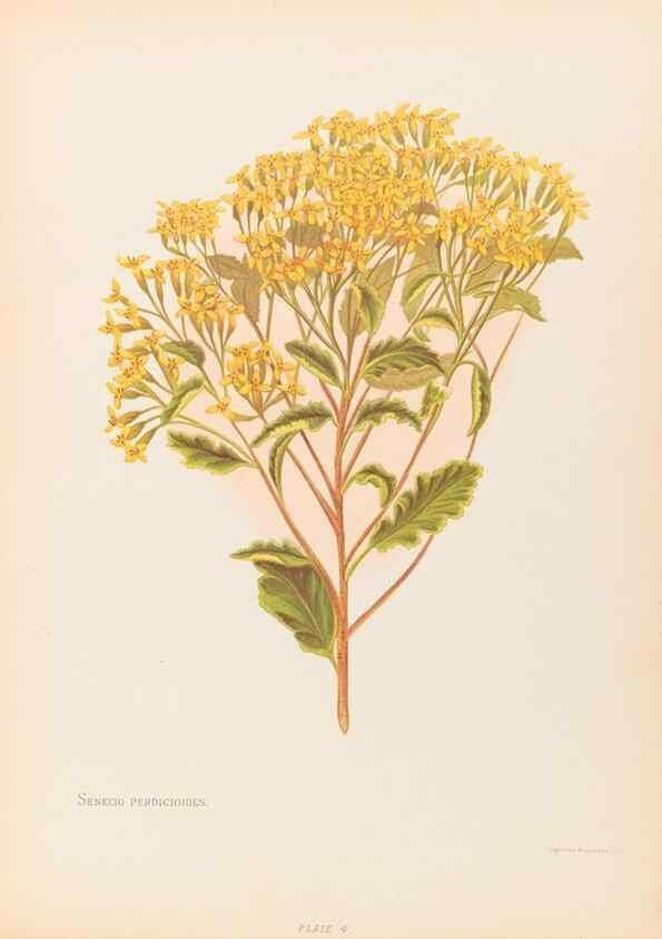 Reproducción/Reproduction 45876783761: The native flowers of New Zealand.. London,S. Low, Marston, Searle, and Rivington,1888.. 