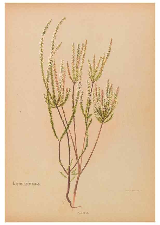 Reproducción/Reproduction 32005621618: The native flowers of New Zealand.. London,S. Low, Marston, Searle, and Rivington,1888.. 
