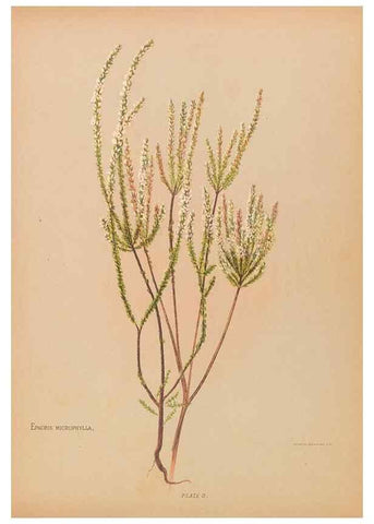 Reproducción/Reproduction 32005621618: The native flowers of New Zealand.. London,S. Low, Marston, Searle, and Rivington,1888.. 