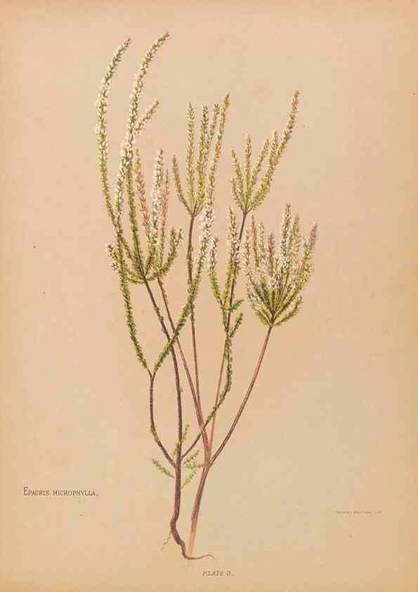 Reproducción/Reproduction 32005621618: The native flowers of New Zealand.. London,S. Low, Marston, Searle, and Rivington,1888.. 