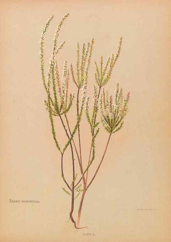 Reproducción/Reproduction 32005621618: The native flowers of New Zealand.. London,S. Low, Marston, Searle, and Rivington,1888.. 