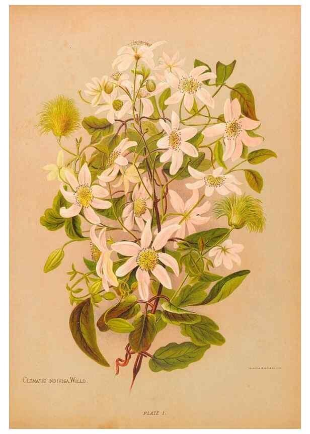 Reproducción/Reproduction 44060279790: The native flowers of New Zealand.. London,S. Low, Marston, Searle, and Rivington,1888.. 