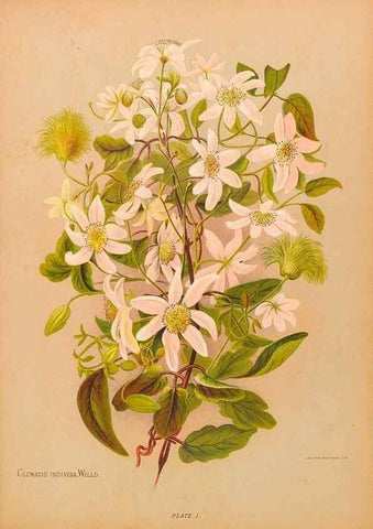 Reproducción/Reproduction 44060279790: The native flowers of New Zealand.. London,S. Low, Marston, Searle, and Rivington,1888.. 