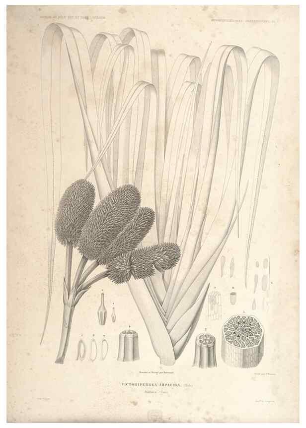 Reproducción/Reproduction 44443818862: Botanique /. Paris :Gide et Cie,1845-1853.. 