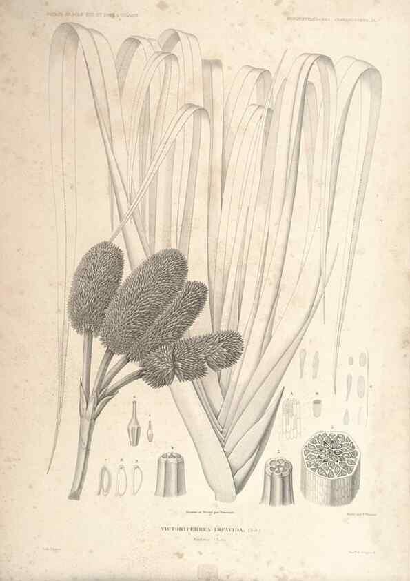Reproducción/Reproduction 44443818862: Botanique /. Paris :Gide et Cie,1845-1853.. 