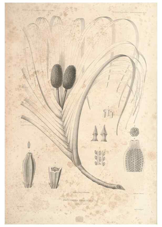 Reproducción/Reproduction 43584009805: Botanique /. Paris :Gide et Cie,1845-1853.. 