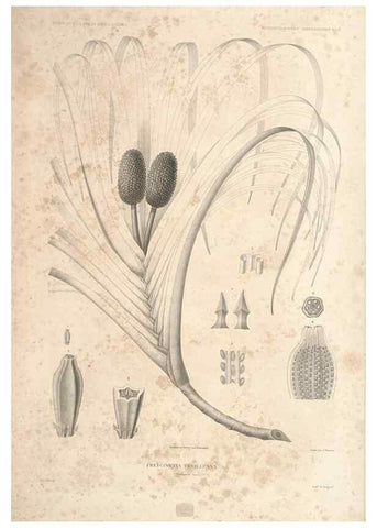 Reproducción/Reproduction 43584009805: Botanique /. Paris :Gide et Cie,1845-1853.. 