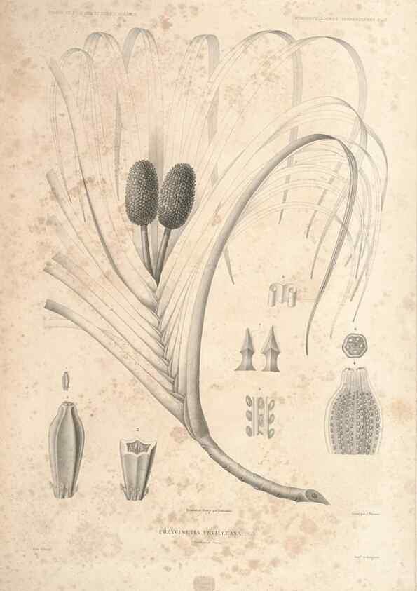 Reproducción/Reproduction 43584009805: Botanique /. Paris :Gide et Cie,1845-1853.. 