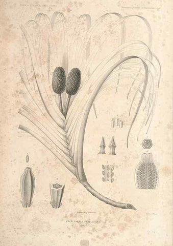 Reproducción/Reproduction 43584009805: Botanique /. Paris :Gide et Cie,1845-1853.. 