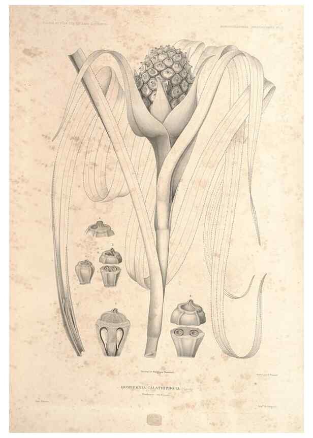 Reproducción/Reproduction 43584011155: Botanique /. Paris :Gide et Cie,1845-1853.. 