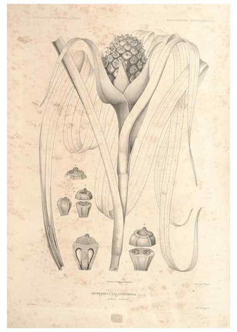Reproducción/Reproduction 43584011155: Botanique /. Paris :Gide et Cie,1845-1853.. 