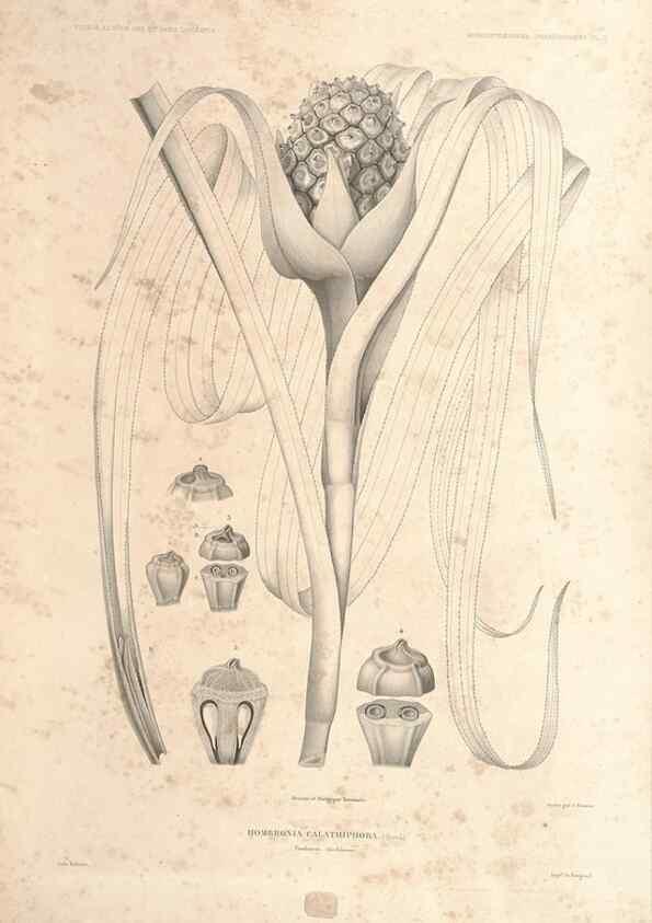Reproducción/Reproduction 43584011155: Botanique /. Paris :Gide et Cie,1845-1853.. 