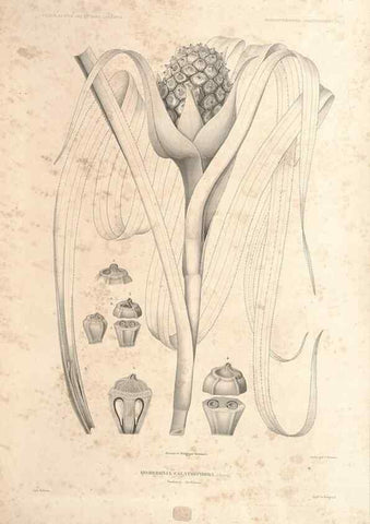 Reproducción/Reproduction 43584011155: Botanique /. Paris :Gide et Cie,1845-1853.. 