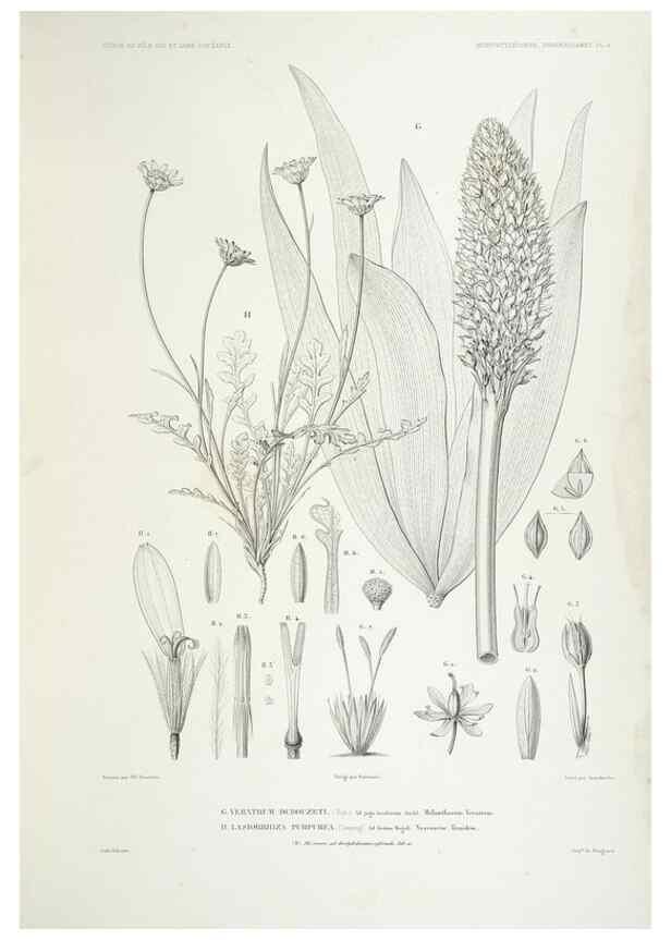 Reproducción/Reproduction 29556085747: Botanique /. Paris :Gide et Cie,1845-1853.. 
