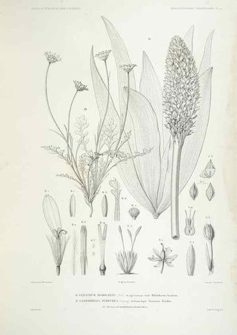 Reproducción/Reproduction 29556085747: Botanique /. Paris :Gide et Cie,1845-1853.. 