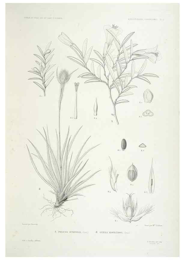 Reproducción/Reproduction 44493385481: Botanique /. Paris :Gide et Cie,1845-1853.. 