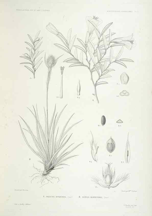 Reproducción/Reproduction 44493385481: Botanique /. Paris :Gide et Cie,1845-1853.. 