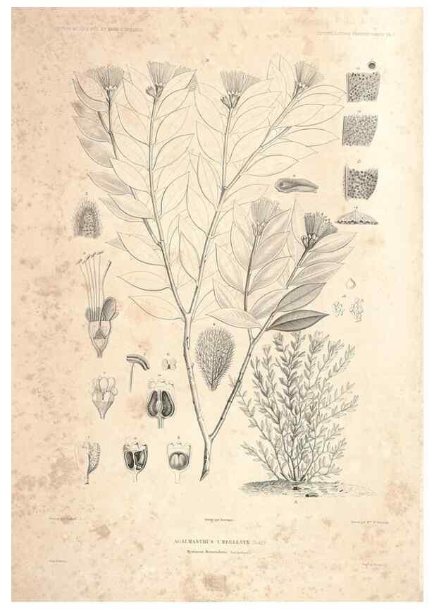 Reproducción/Reproduction 44493394421: Botanique /. Paris :Gide et Cie,1845-1853.. 