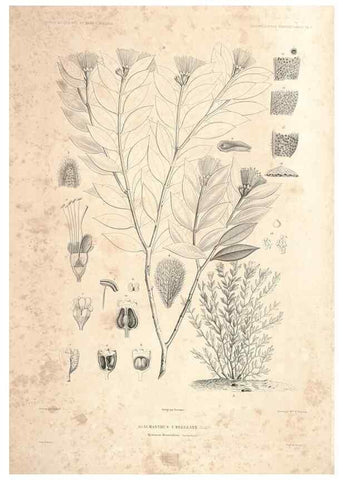 Reproducción/Reproduction 44493394421: Botanique /. Paris :Gide et Cie,1845-1853.. 