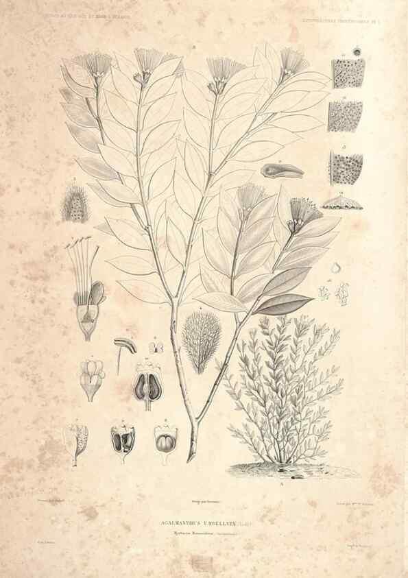 Reproducción/Reproduction 44493394421: Botanique /. Paris :Gide et Cie,1845-1853.. 