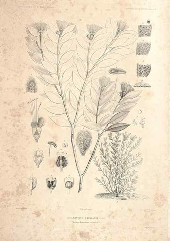 Reproducción/Reproduction 44493394421: Botanique /. Paris :Gide et Cie,1845-1853.. 